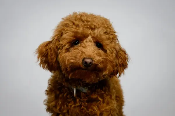 toby